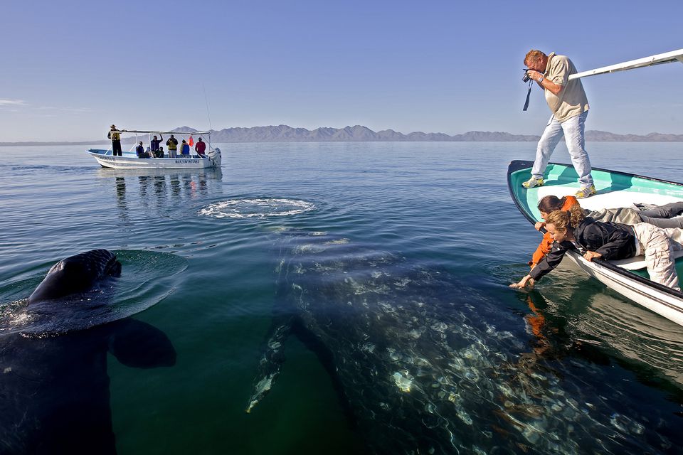 Де спостерігати за китами США Каліфорнія