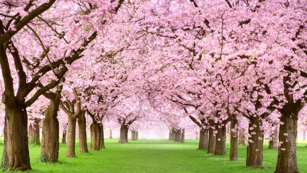 На Закарпатті запрошують на віртуальні екскурсії містами, де квітнуть сакури