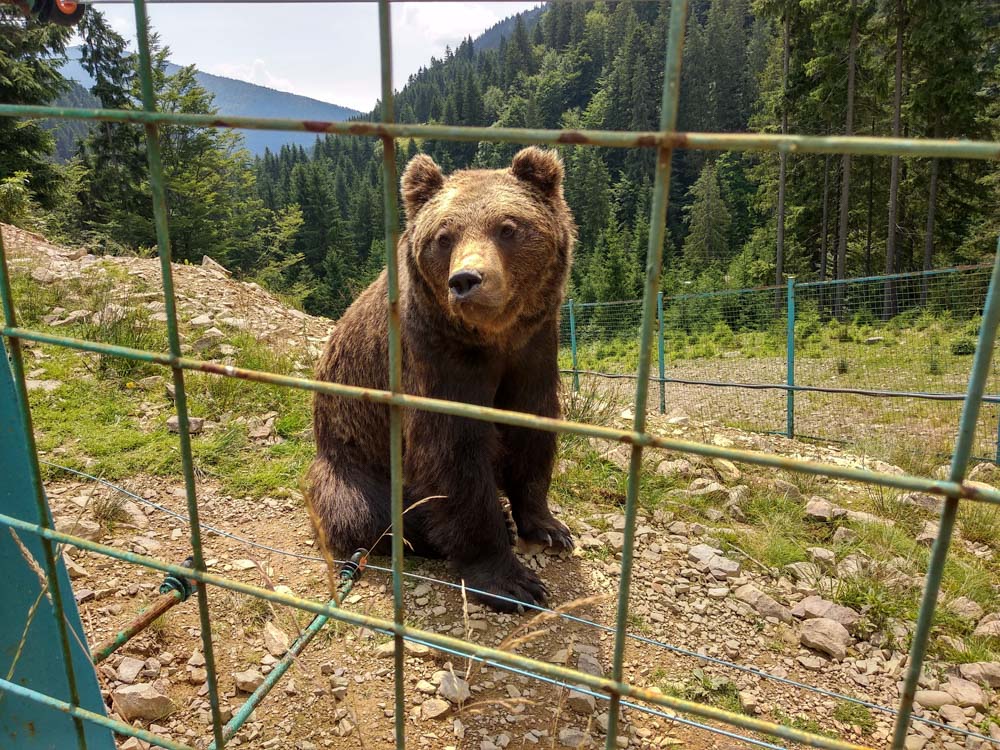 Центр реабілітації бурого ведмедя  в карпатах куди поїхати на вихідні тур по карпатам на авто