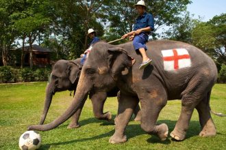 Природний парк в Тайланді відпустив слонів на волю