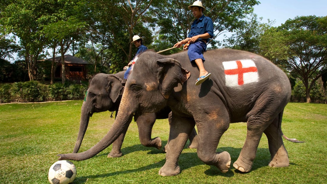 Природний парк в Тайланді відпустив слонів на волю