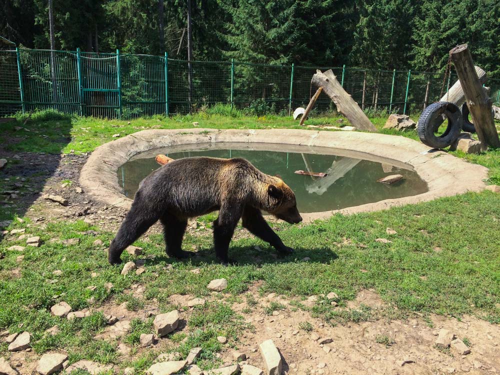 Реабілітаційний центр бурого ведмедя 