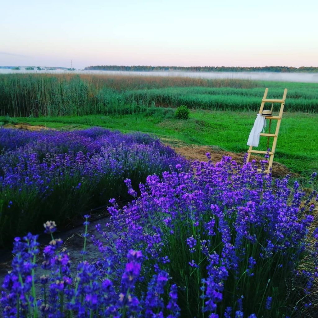 Lavender Family, місто Кременчуг лавандові поля в україні
