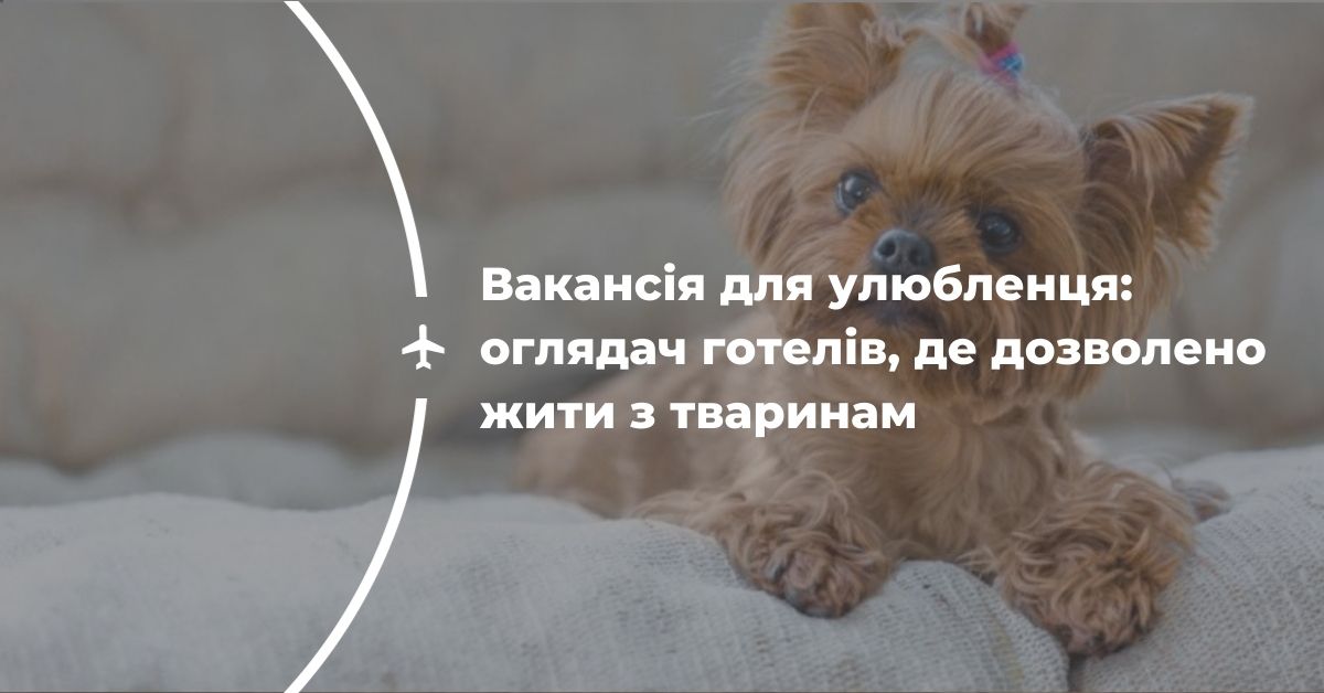Вакансія для улюбленця: оглядач готелів, де дозволено жити з тваринам