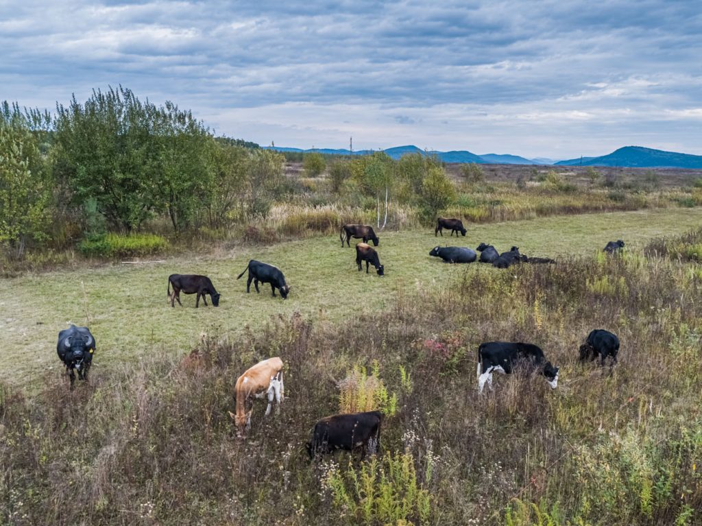 Ферма карпатських буйволів