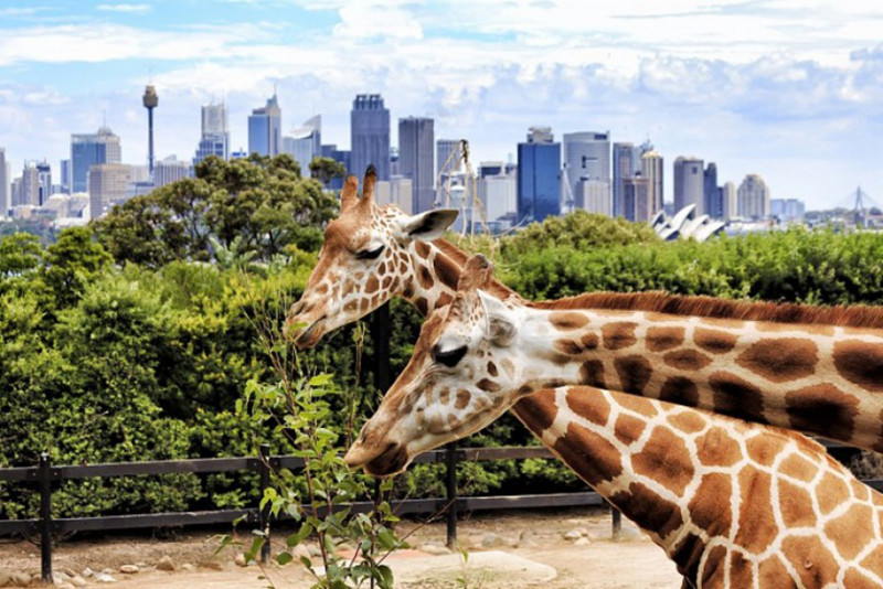Зоопарк та акваріум в дубай куди піти туристичні місця