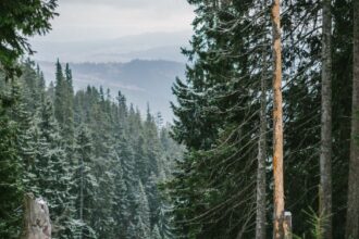 драгобрат що робити чим зайнятися
