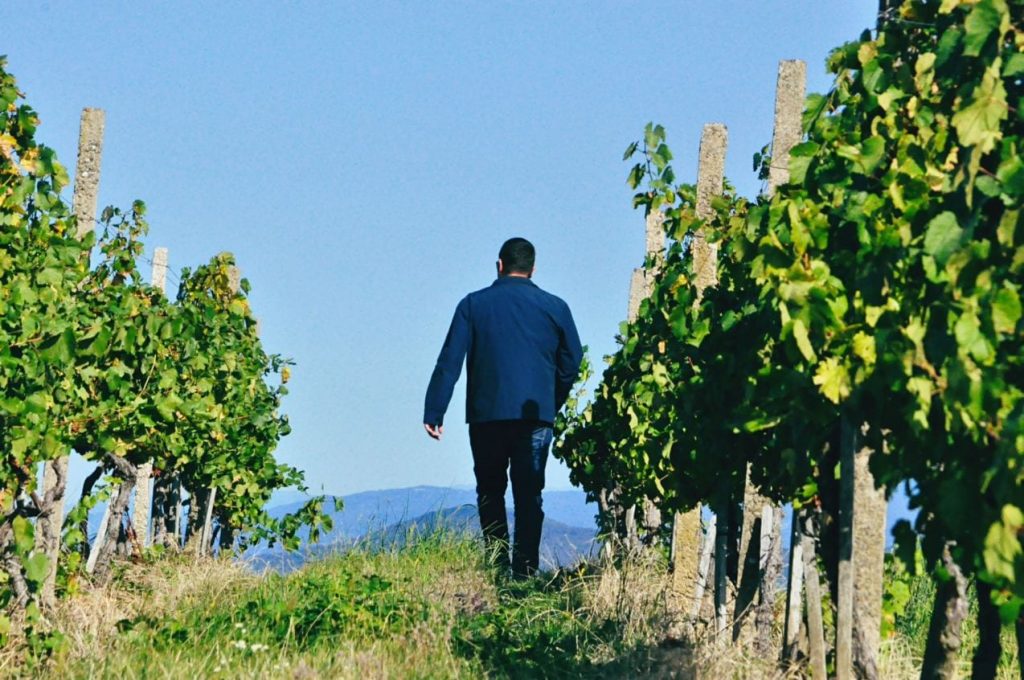 виноробні закарпаття які можна відвідати з екскурсією вина Cotnar