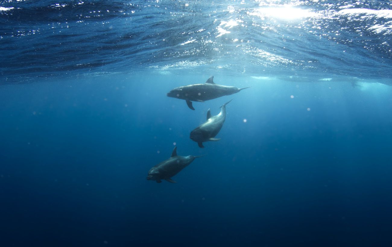 В Чорному морі через війну гинуть тисячі дельфінів