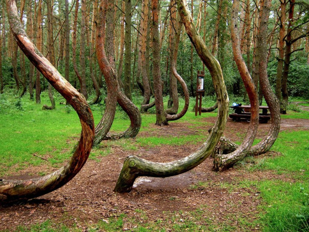 Кривий ліс / Krzywy Las цікаві місця польщі які варто відвідати