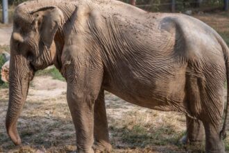 Активісти розповіли, як туристичні поїздки на слонах шкодять тваринам