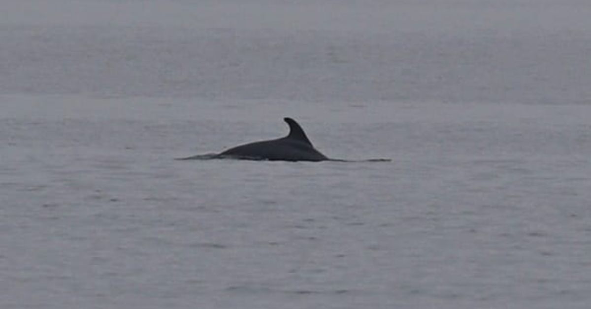 На Одещині вперше в цьому році побачили зграю дельфінів