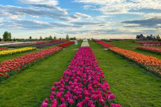 У "Добропарку" невдовзі почнеться цвітіння тюльпанів