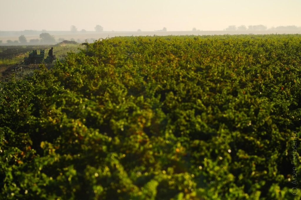 де виноробні в україні Сімейна виноробня Beykush Winery