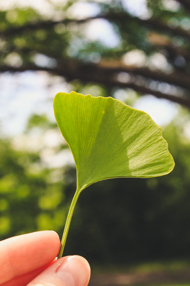 корсунь-шевченківський парк як доїхати черкаська область