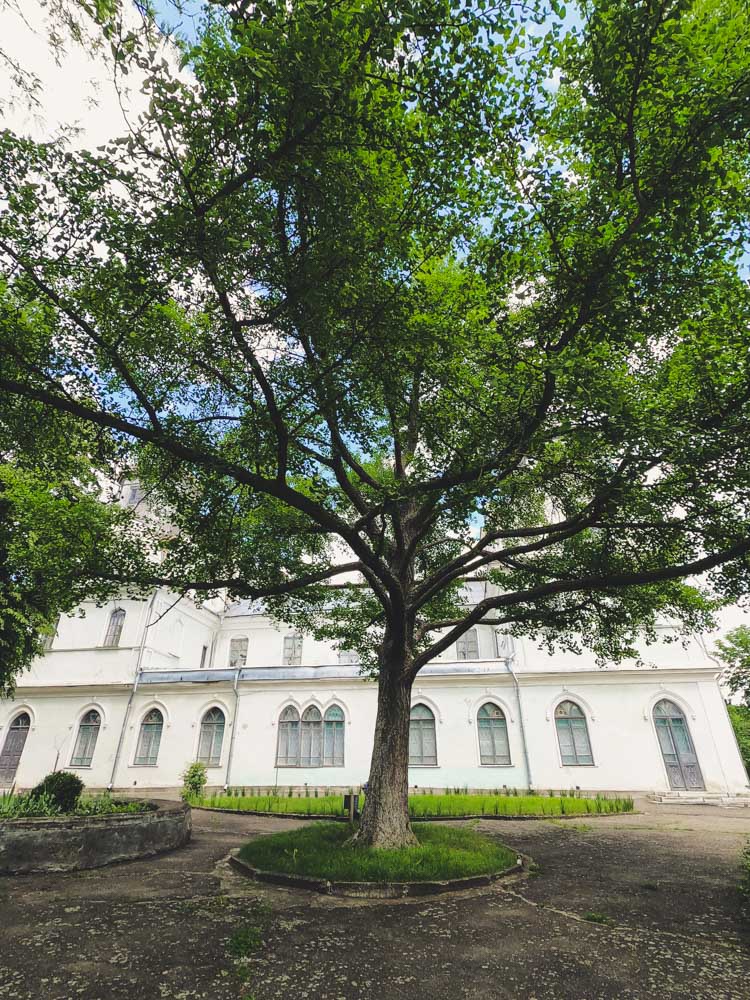 гінко білоба в корсунь шевченківському парку як знайти