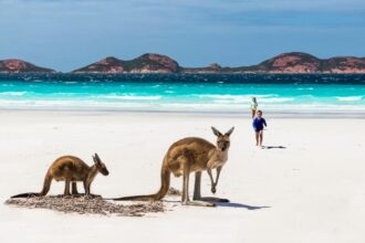 Австралійський пляж, де розгулюють кенгуру, назвали найкрасивішим у світі