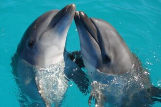 Казино у Лас-Вегасі відправило останніх дельфінів до заповідника