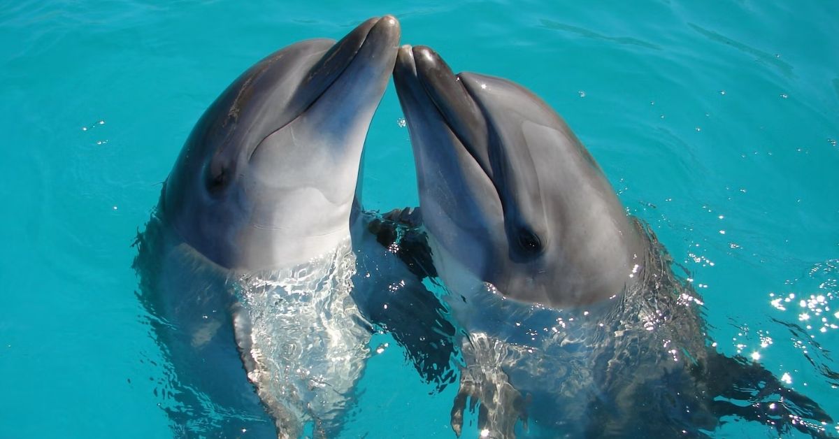 Казино у Лас-Вегасі відправило останніх дельфінів до заповідника