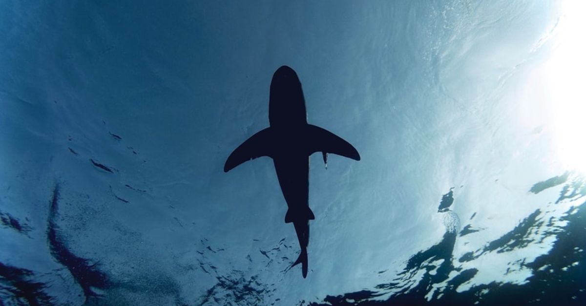 В Єгипті встановлять датчики для стеження за акулами в туристичних зонах