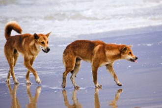 В Австралії туристів штрафують за селфі з дикими собаками динго