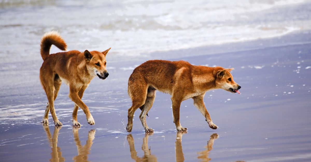 В Австралії туристів штрафують за селфі з дикими собаками динго