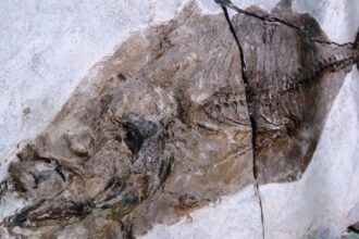 найстаріший зкам'янілий тунець на планеті