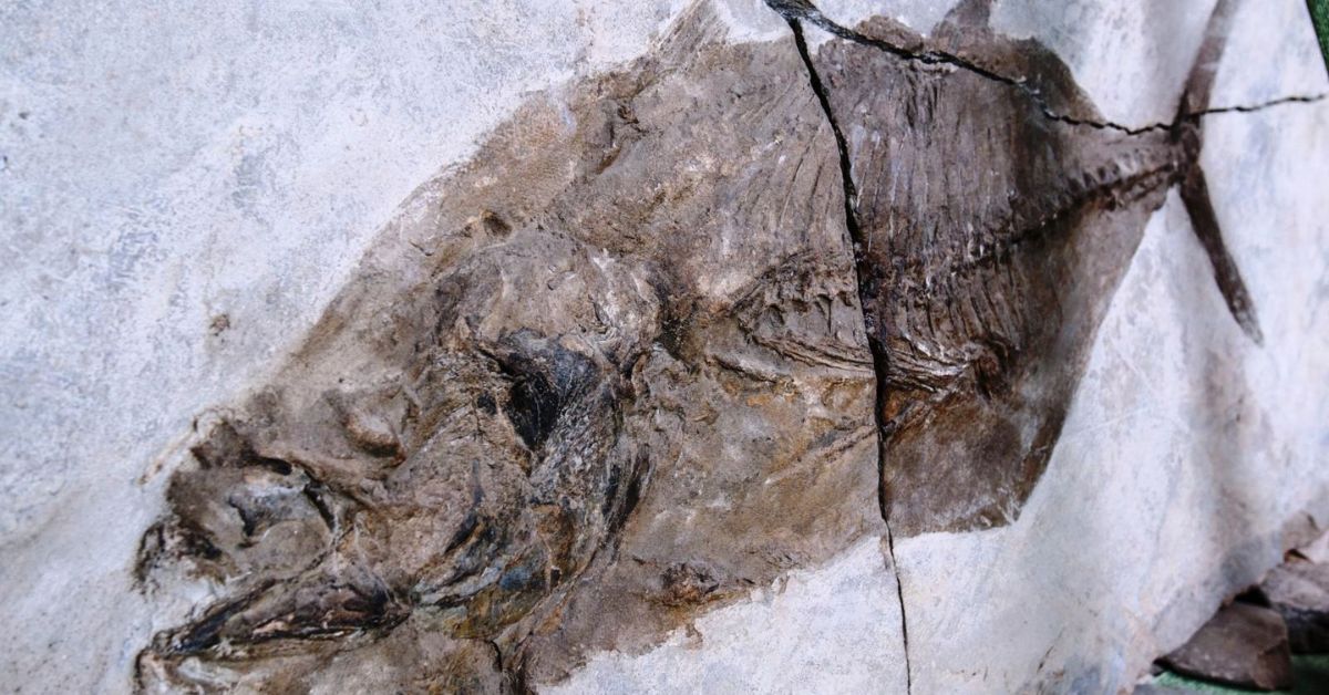 найстаріший зкам'янілий тунець на планеті