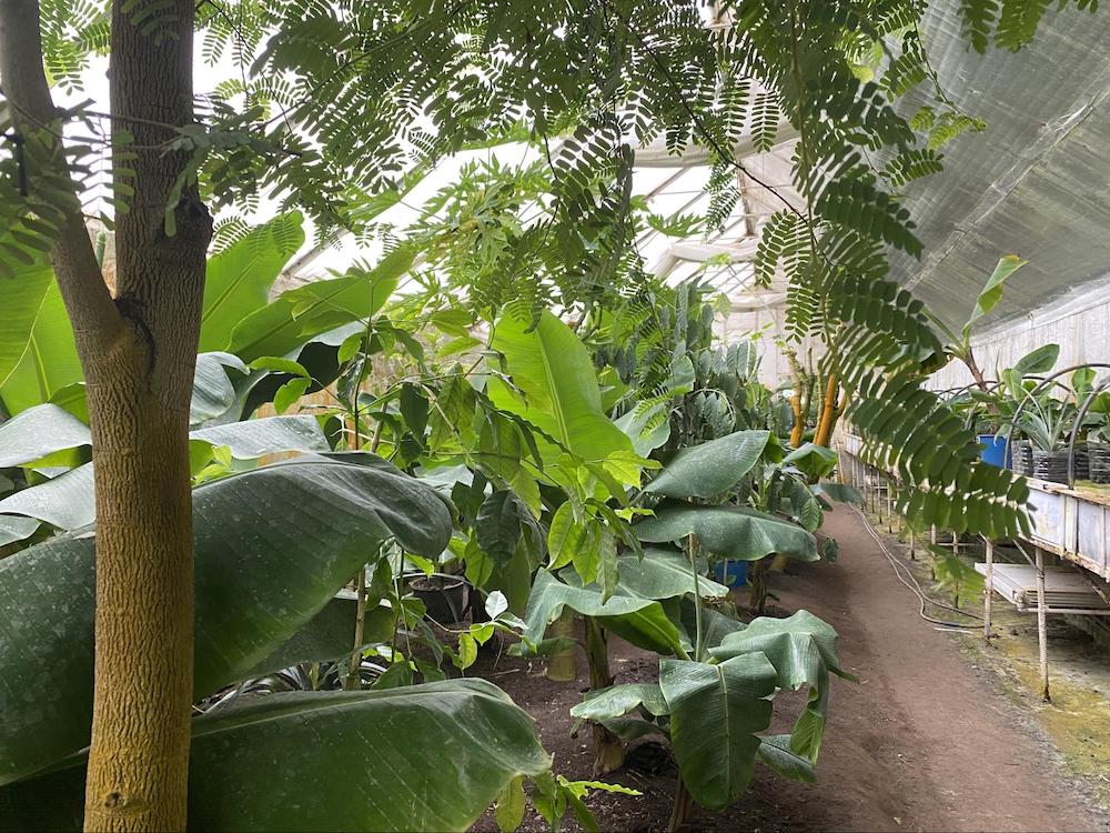 бананова ферма під київом