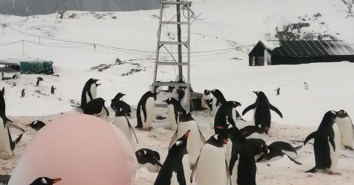 Сотні пінгвінів "окупували" метеомайданчик українських вчених