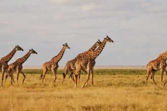 Кенія скасувала візи для усіх мандрівників