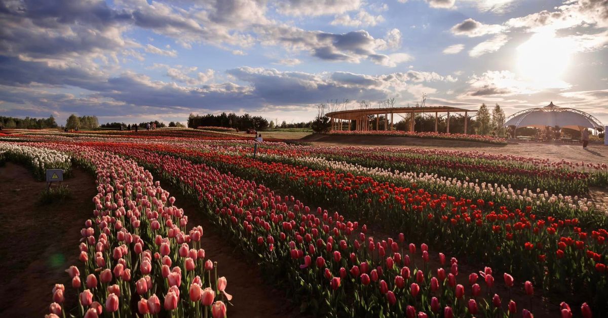 У "Добропарку" висадили три мільйони тюльпанів