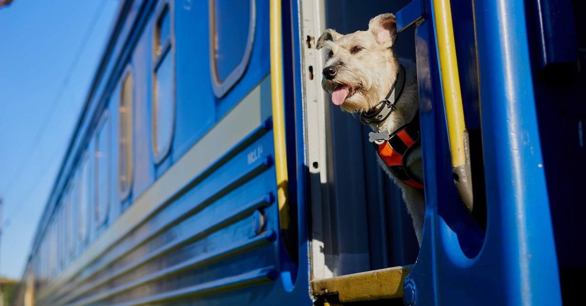 "Укрзалізниця" спільно з UAnimals оновлять правила перевезення тварин у поїздах