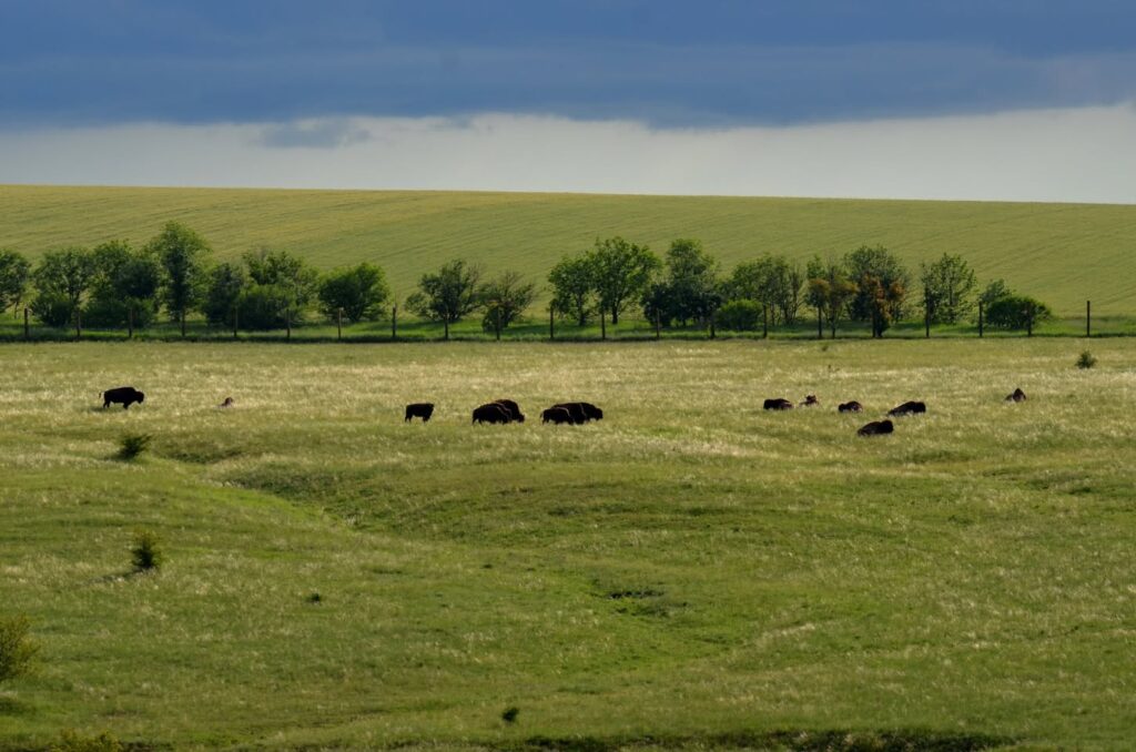 зубри бізони в полі в Біосферному заповіднику “Асканія-Нова” імені Ф.Е. Фальц-Фейна
