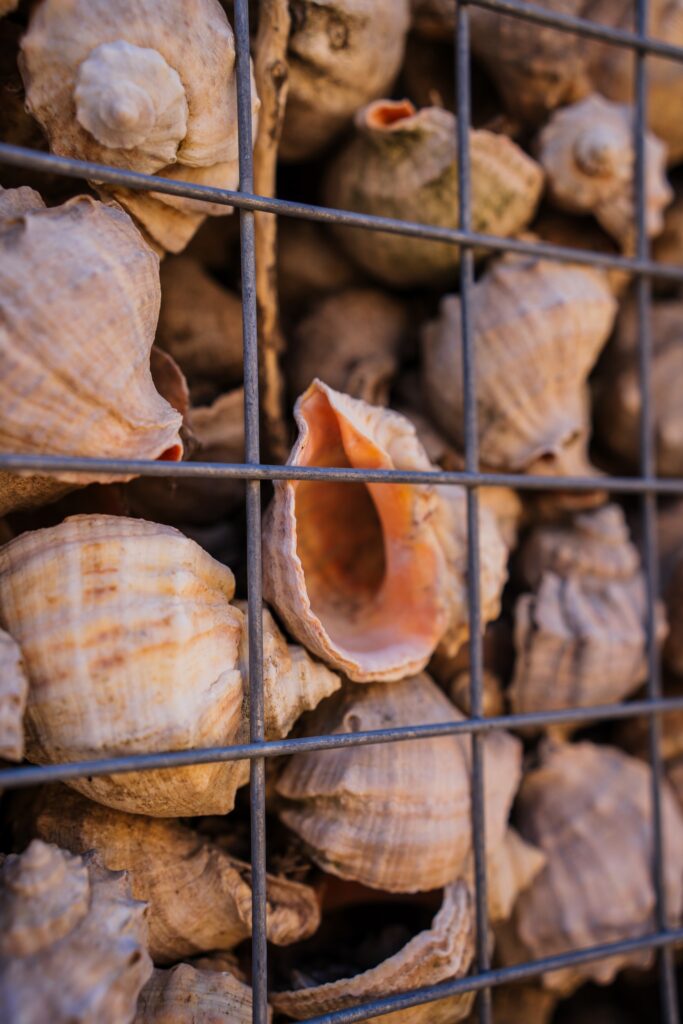 вид на лабіринт, збудований з мушель рапанів, в Одеській області