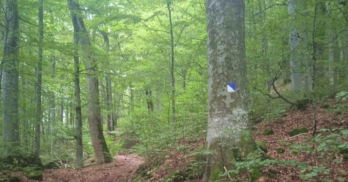 Свіжа туристична марка (біло-червоно-біла) на стовбурі дерева в Карпатах