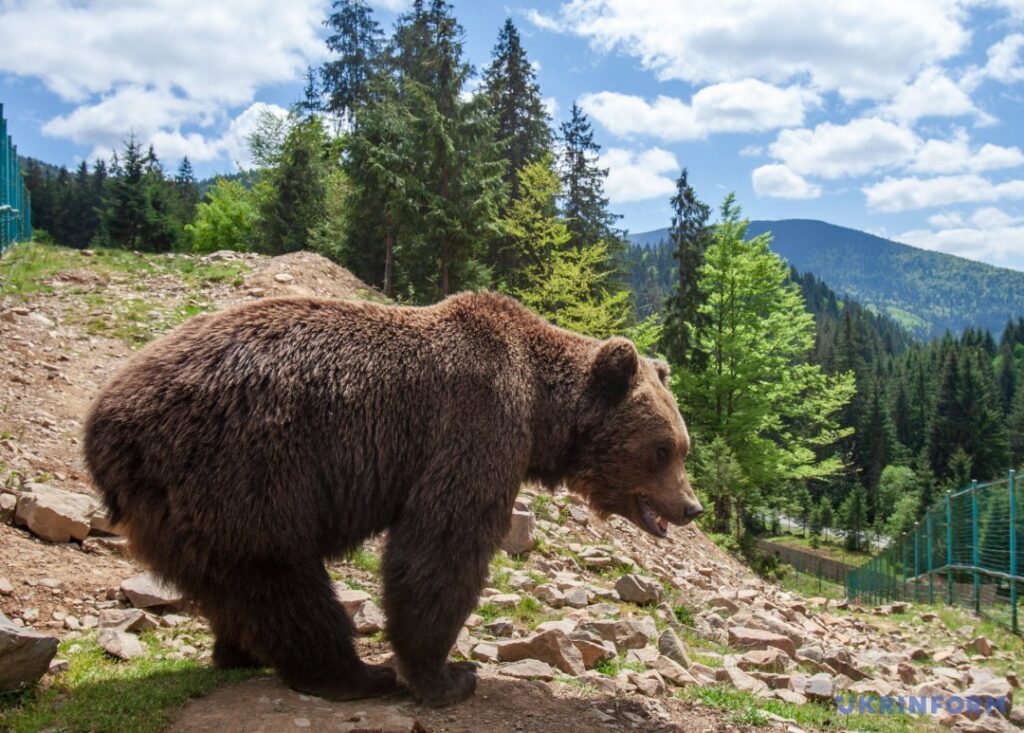 Центр реабілітації бурого ведмедя Синевир