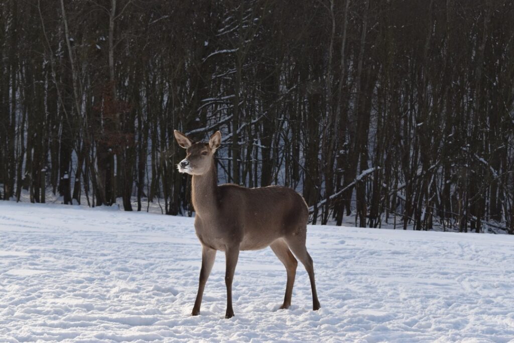 касуля в  Галицький національний природний парк