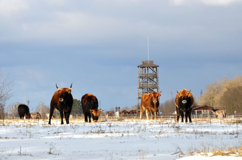 буйволи на випасі в Беремицькому взимку