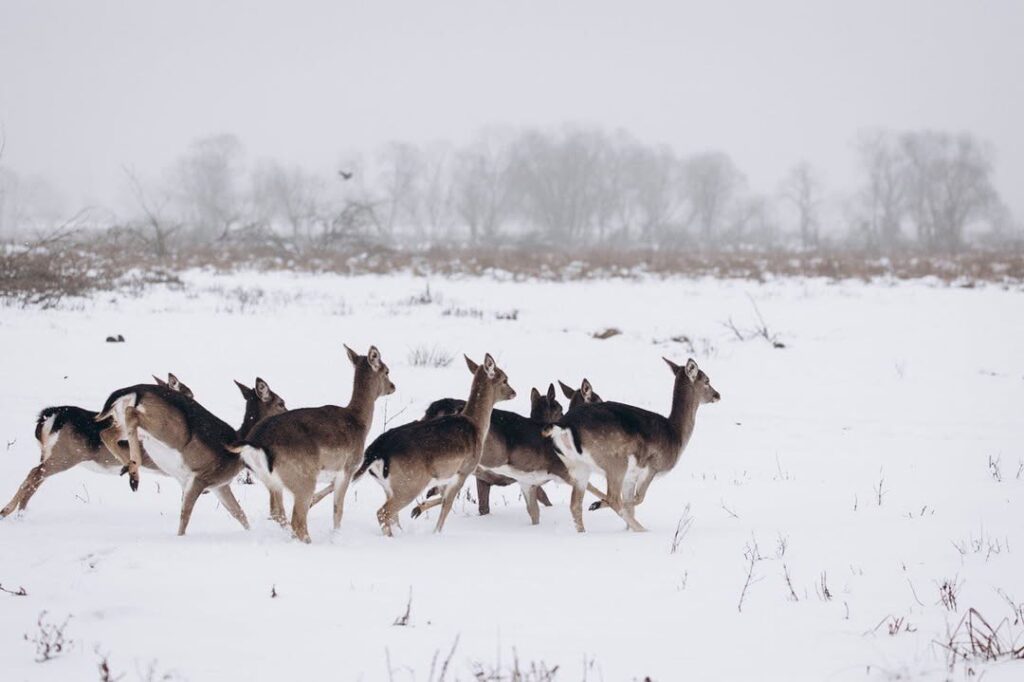 зграя косуль в Парк природи «Медвино»