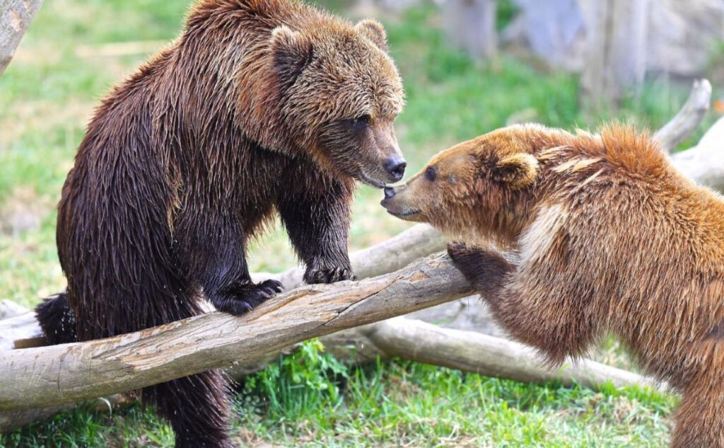 Ведмежий притулок «Біла скеля»
