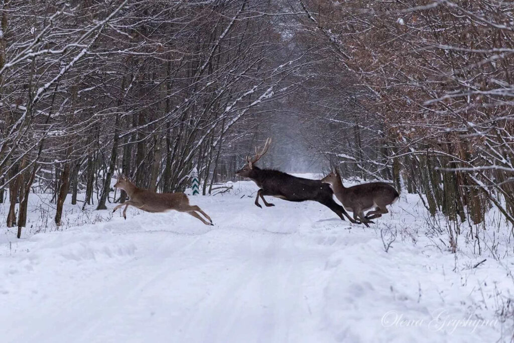 олені перебігають засніжену дорогу в Національний природний парк «Залісся»