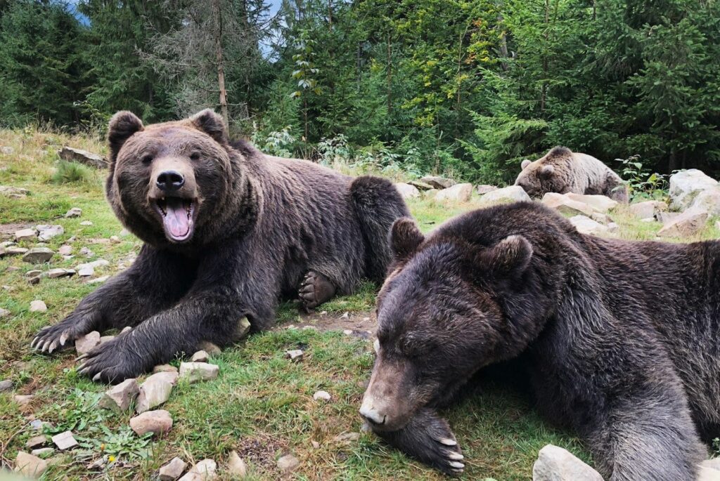 Реабілітаційний центр бурого ведмедя - Національний природний парк "Синевир"