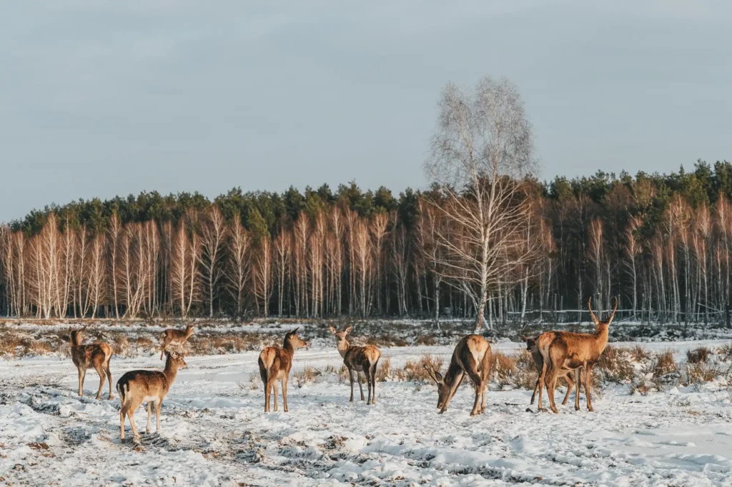 зграя оленів в Екопарк Dereville