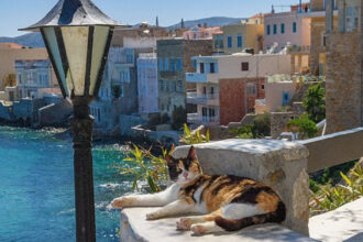 Безкоштовне житло в обмін на обійми: грецький острів шукає волонтерів для догляду за котами