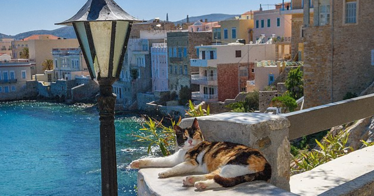 Рудий врятований кіт ніжиться на сонці в притулку Syros Cats