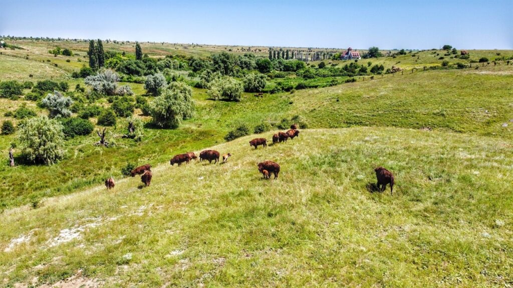 бізони в Єланецький степ
