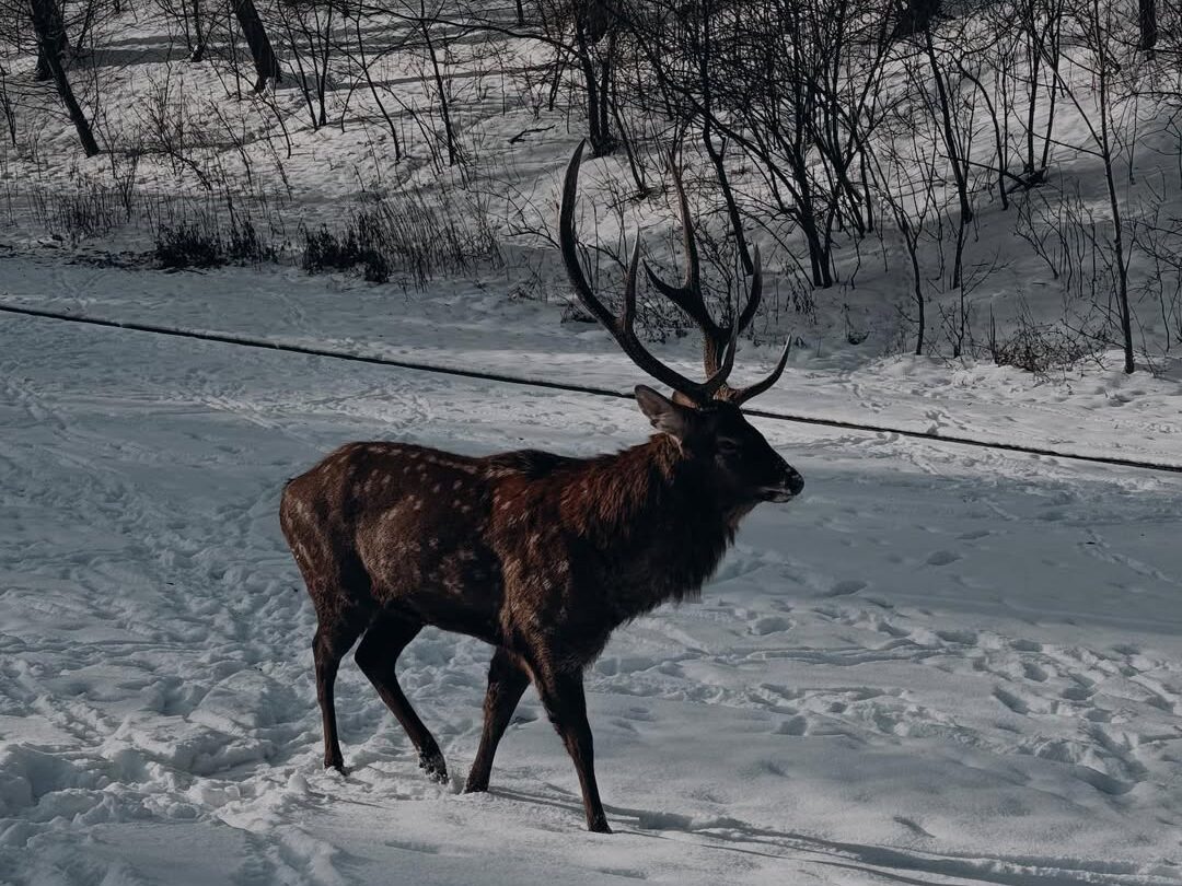 плямистий олень в Парк-резиденція «Межигір'я»
