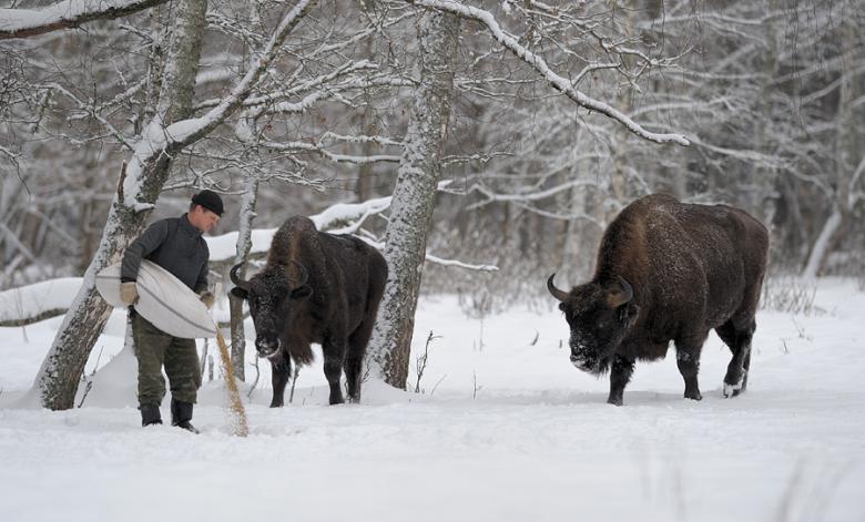 годівля зубрів взимку в Сеймський заповідник
