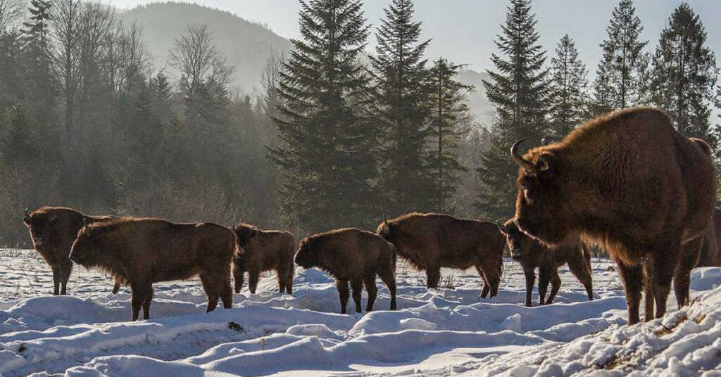 фото сафарі на диких тварин в україні